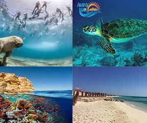 Экскурсия-в-Абу-Даббаб-экскурсия-пляж-абу-даббаб-экскурсия-бухта-морская-корова-черепаха-экскурсия-в-абу-дабаб-марса-алам-auratur-ауратур