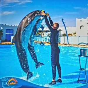 дельфинарий-хургада-шоу-дельфинов